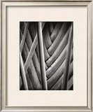 Buy Palm Pattern at AllPosters.com