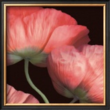 Buy Celebration II at AllPosters.com
