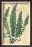 Buy Forest Sword Fern at AllPosters.com