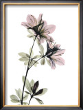 Buy Azalea at AllPosters.com