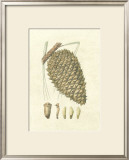 Buy Crackled Woodland Pinecones I at AllPosters.com