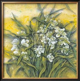 Buy White Orchids at AllPosters.com