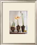 Buy Amaryllus II at AllPosters.com