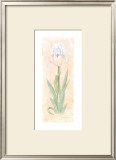 Iris Soliloquy II