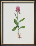 Buy Hollunderbl&uuml;tiges Knabenkraut at AllPosters.com