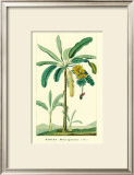 Buy Banana, Musa Sapientum at AllPosters.com