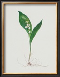 Buy Lily of the Valley at AllPosters.com