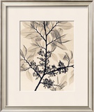 Buy American Elm at AllPosters.com