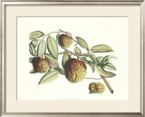 Buy Botanical IV at AllPosters.com