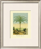 Buy Maximiliana Palm at AllPosters.com