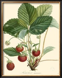 Buy Strawberries at AllPosters.com