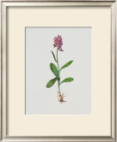 Buy Hollunderbl&uuml;tiges Knabenkraut at AllPosters.com