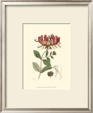 Antique Floral Plate II