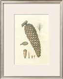 Buy Crackled Woodland Pinecones IV at AllPosters.com