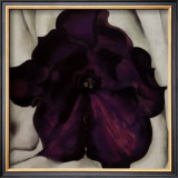 Purple Petunia, 1925