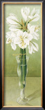 Buy Amaryllis at AllPosters.com