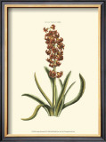 Buy Antique Hyacinth VII at AllPosters.com