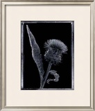 Buy Thistle at AllPosters.com
