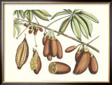Buy Botanical III at AllPosters.com
