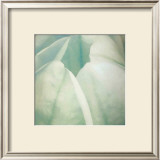 Buy Tulip Trio II at AllPosters.com