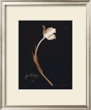 Buy Tulip at AllPosters.com