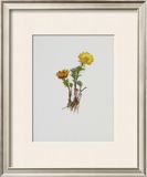 Buy Teufelsauge at AllPosters.com