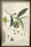 Descube Botanical II