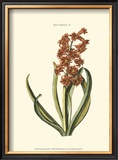 Buy Antique Hyacinth V at AllPosters.com