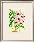 Buy Orquideas III at AllPosters.com