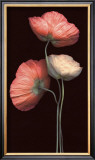 Buy Poppy Trio at AllPosters.com
