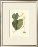 Buy American Linden at AllPosters.com