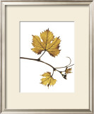 Buy Gold Bud at AllPosters.com
