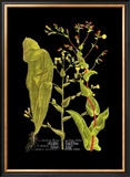 Buy Weinmann Botanical on Black VIII at AllPosters.com
