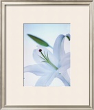 White Flower