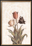 Buy Tulip Companion II at AllPosters.com