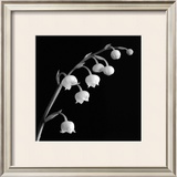 Buy Spring Bells II at AllPosters.com