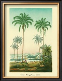 Buy Coco Palm at AllPosters.com