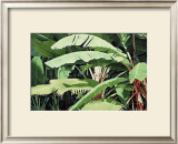 Buy Tropical Harmony at AllPosters.com