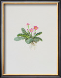 Buy Ordinary Stipeless Primrose at AllPosters.com