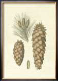 Crackled Woodland Pinecones II