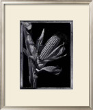 Buy Corn at AllPosters.com