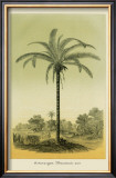 Buy Astrocaryum Palm at AllPosters.com