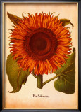 L'Herbier VI