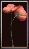 Buy Poppy Duet at AllPosters.com