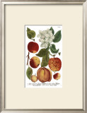 Weinmann Fruits I