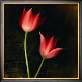 Buy Species Tulips at AllPosters.com