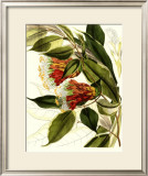 Fantastical Botanical II