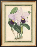 Fitch Orchid IV