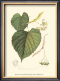 Buy American Linden at AllPosters.com