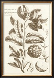 Buy Sepia Exotics I at AllPosters.com